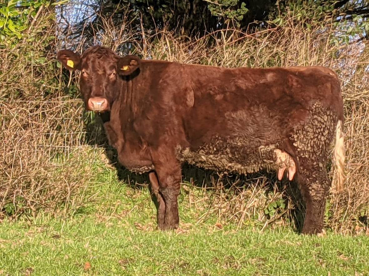 Craigfaddock Parnassus | Other Breeds | Beef Sires | AI Services ...