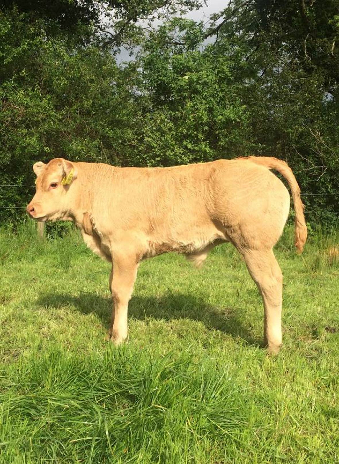 Ifor calf born unassisted to a Limousin cross cow, bred by Liam Whitaker.