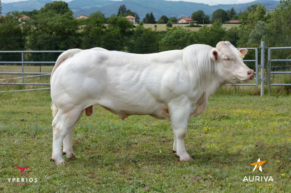 Pigor Exc Charolais Culard Beef Sires AI Services Northern 