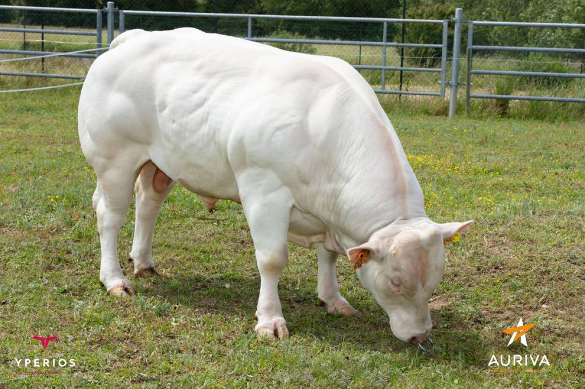 Pigor Exc Charolais Culard Beef Sires AI Services Northern 