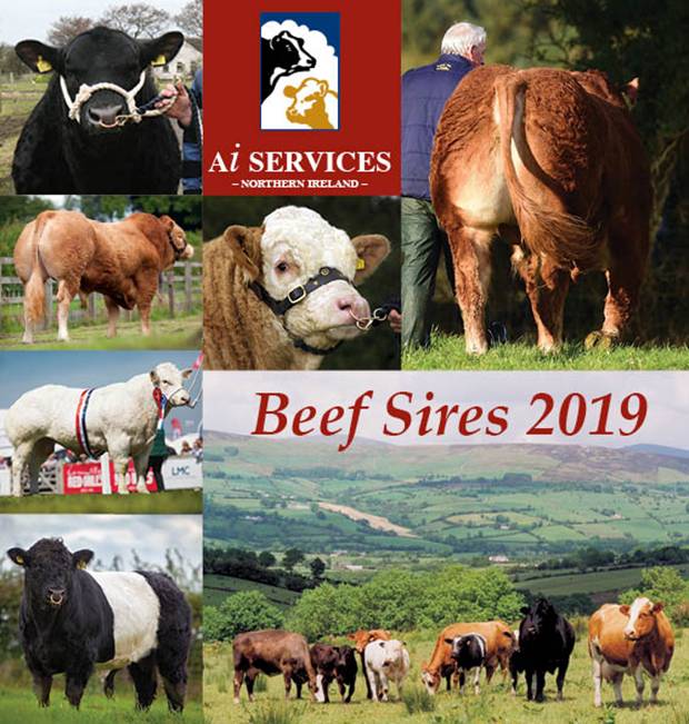 AI Services launch New 2019 Beef Sires Catalogue