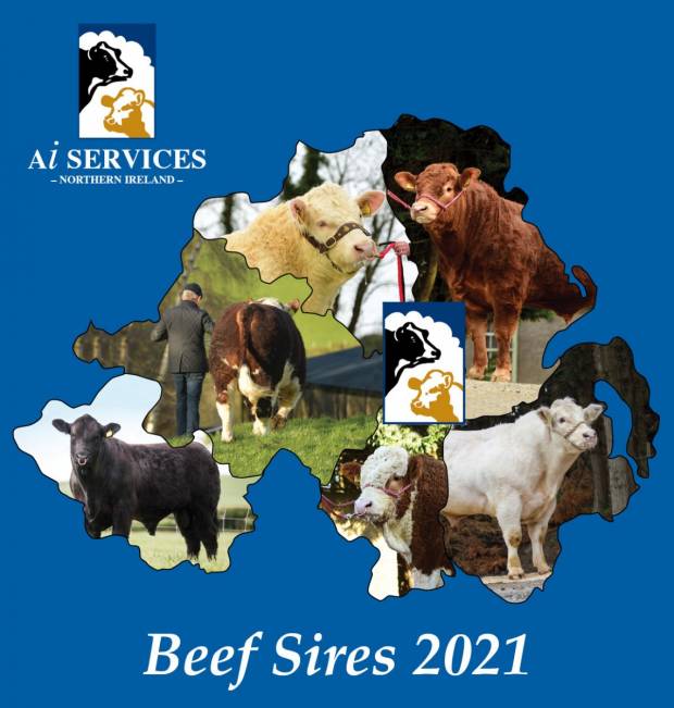 Export sales of beef semen at AI Services grow by 50%