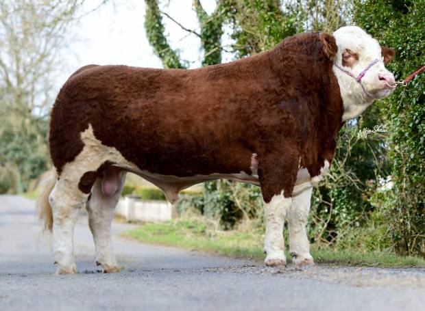 New Simmental - Shacon Hannibal