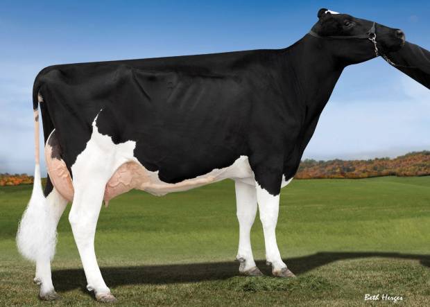 Blumenfeld Robust 3925 EX90, MGD of Recoil