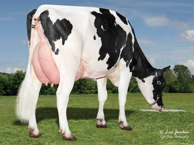 Bomaz Topshot 7745, Topshot daughter