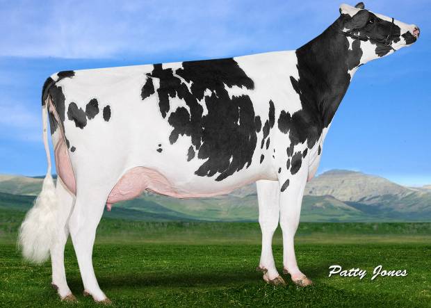 New Holstein Bull - Westcoast Penman Praser