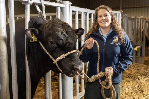 New Veterinary Leadership to Advance Artificial Insemination and Bull Genetics