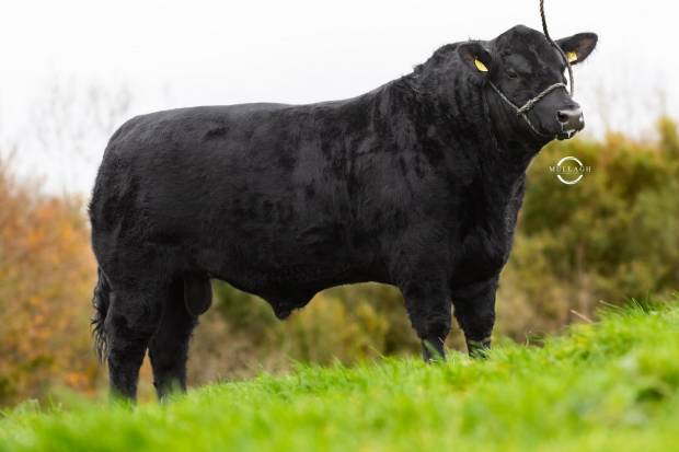 New AA Sire on Stud: Drumhill Explorer