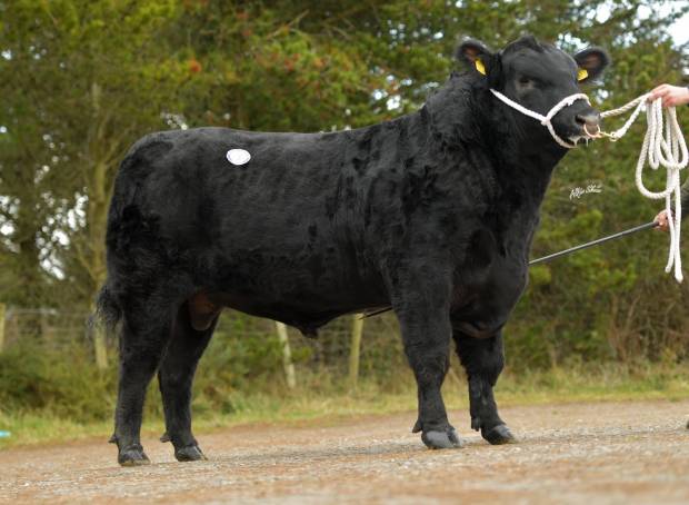 New Aberdeen Angus and Hereford bulls purchased by AI Services
