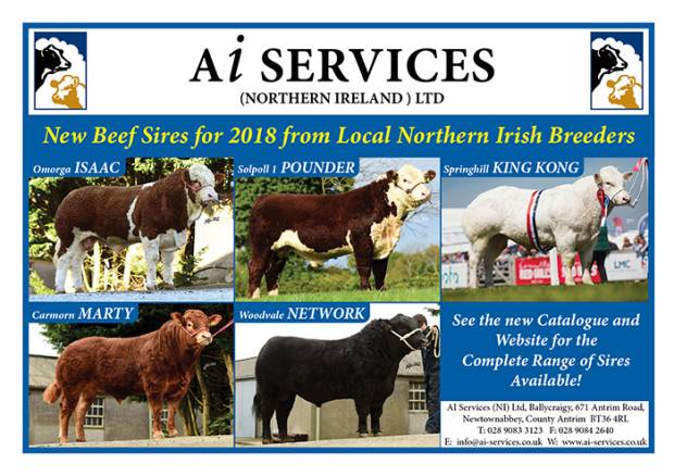 New locally bred Beef Sires from AI Services
