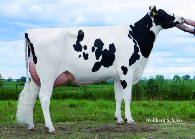 Garido Daughter:  BGW Garida VG86