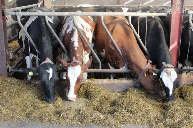 Selection of ProCross Cows on the Kelly Farm