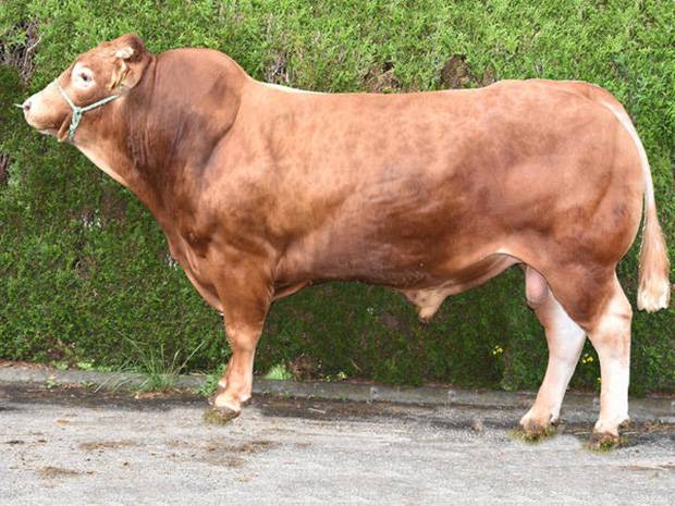 Strong Lineup of Limousin Bulls for Suckler Cows