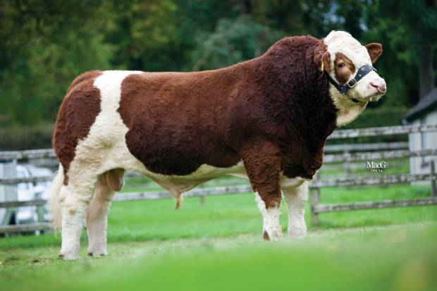 First Delboy Sons excel at Irish Simmental Society Sales