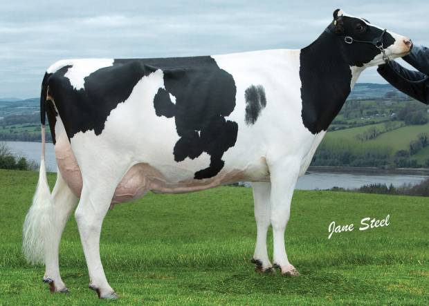 Dam of Lancaster: Prehen Shamrock Lady ET VG85