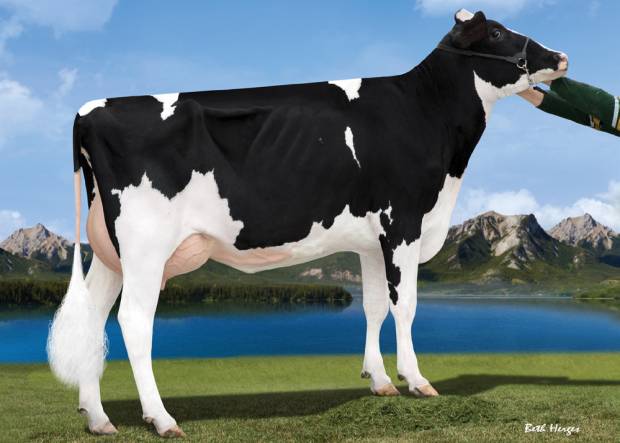 Maternal Grand Dam:  Ginary Supersire Nicole VG86