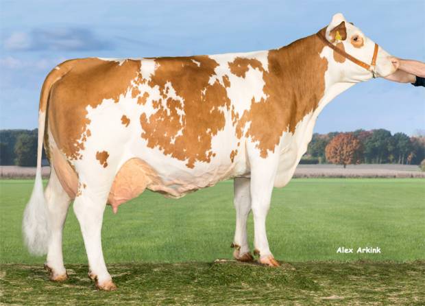 AI Services introdues Manaus, a new Fleckvieh Sire