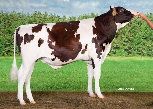 New Red and White Holstein Sire – Mauro