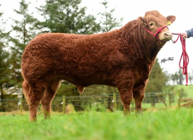 Millgate Judge Joins Beef Line Up