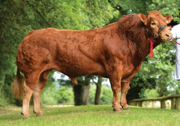 Norman Ely Daughter Crowned Commercial Champion Balmoral Show 2016