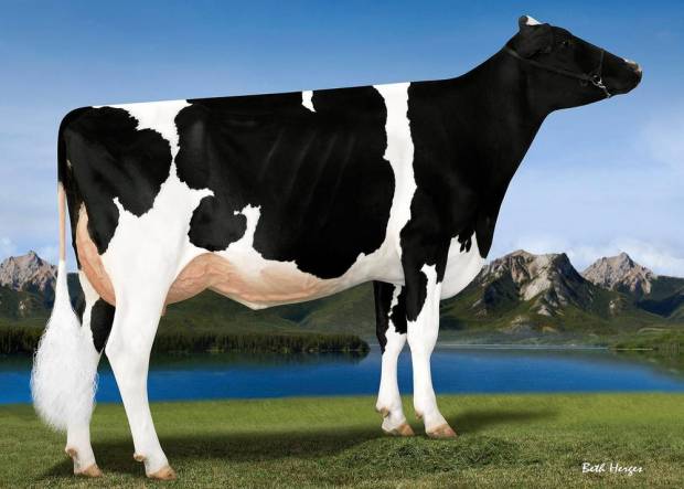 AI Services introduces Pokemon – a new high PLI Holstein sire