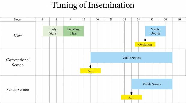 The Veterinary Column - Timing of AI is Essential