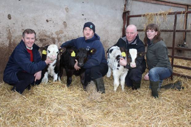 Triplet Surprise on Banbridge Dairy Farm