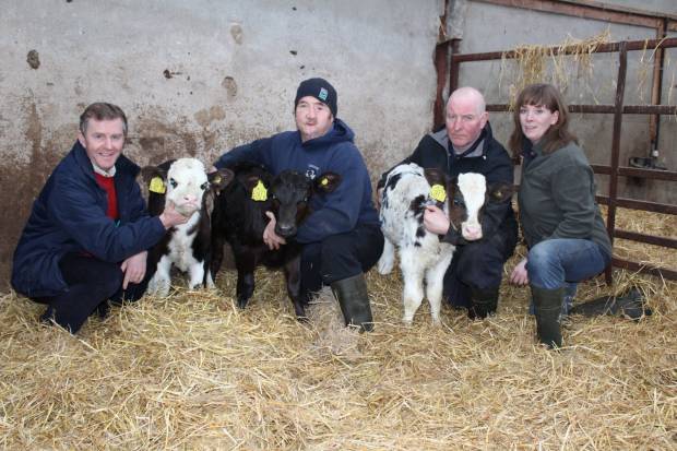 Triplet calves of three different Breeds