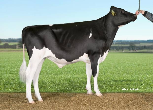 New Holstein Bull - VH Balisto BROOK