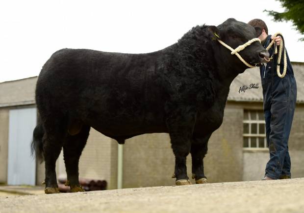 New Beef Sires - Woodvale Network and Iveagh Gilkes