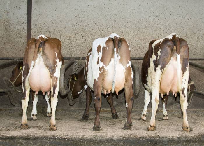 Group of Stormin Norman daughters