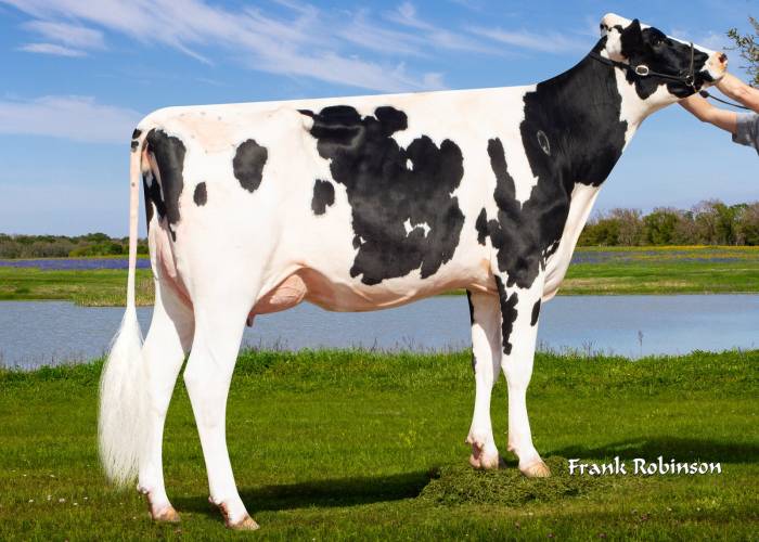 Dam:  Vanden-Berge Trpc Daphne ET VG85