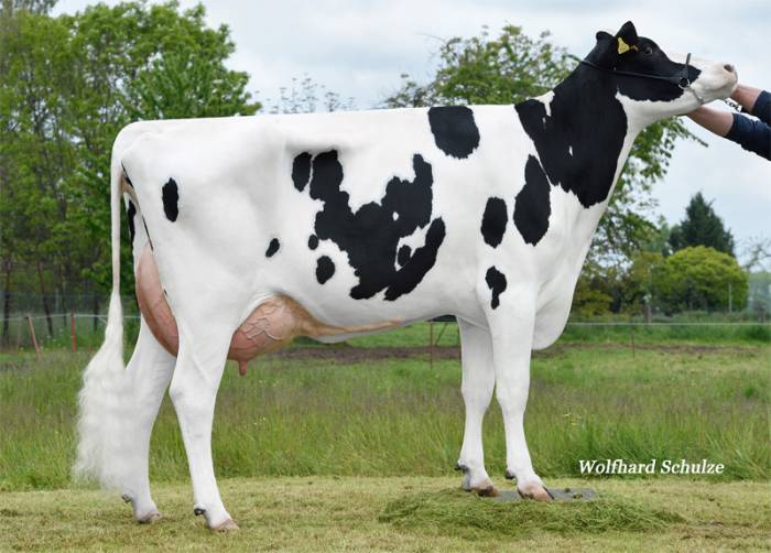 Aeronaut 3rd Dam Sha Grumeti VG87