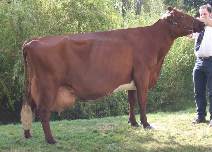 Dam:  Rodway Red Rose 19th EX94