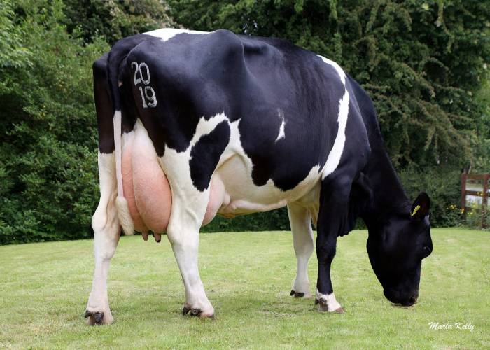 Dam:  Firoda PZI Judie VG87