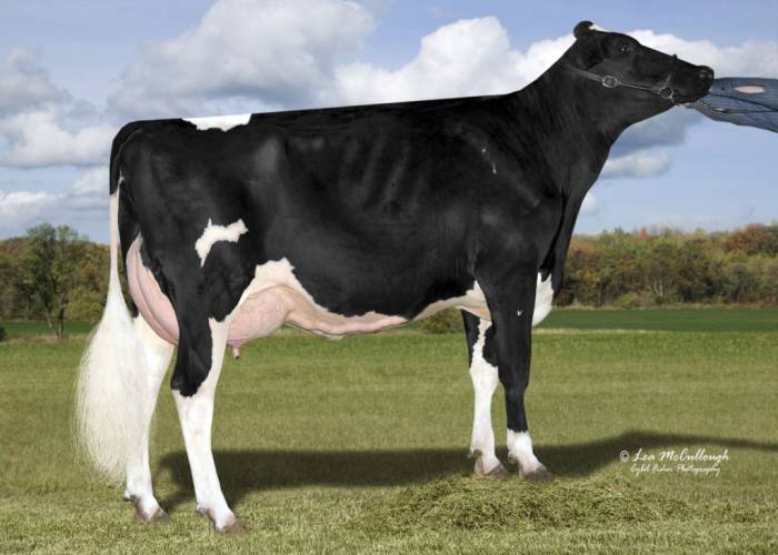 5th Dam:  Cookiecutter Mom Halo ET VG86