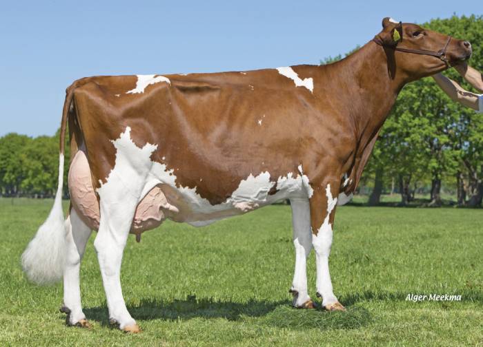 Dam:  Red Rocks Massia 128 VG86