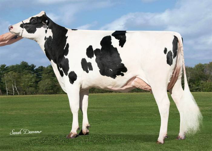 Fustead Rubicon Lavon ET VG85, Dam of Nacash