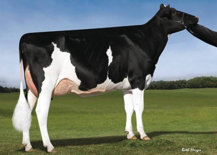 MGD:  Macland HF Yoder Rachel EX92