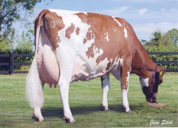 Dam: Ravenhill Ethel EX93 (3)