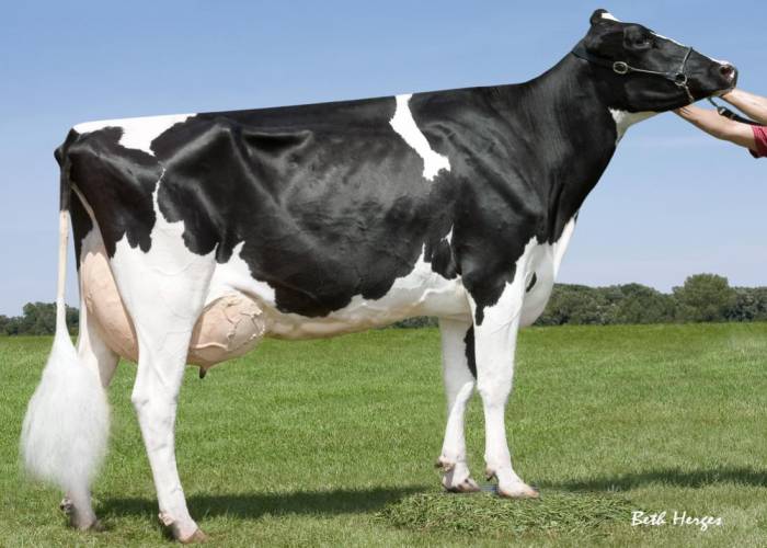 5th Dam:  Mor-Yet Goldwyn 682-ET EX94