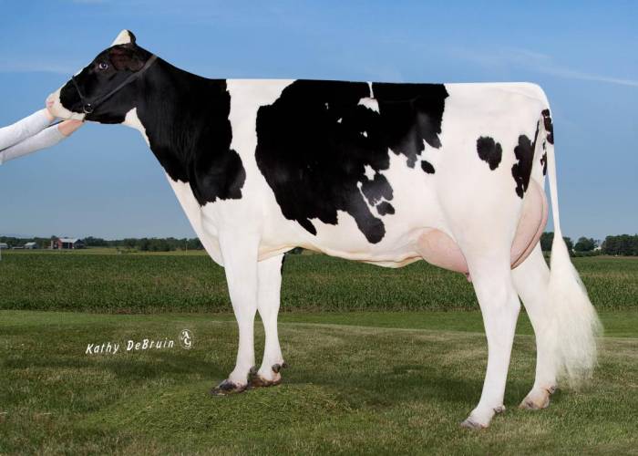 3rd Dam:  Pine-Tree 9882 Prof 7019-ET VG86