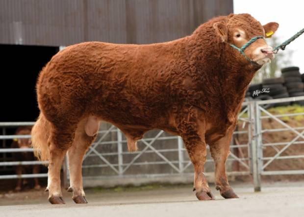 Limousin