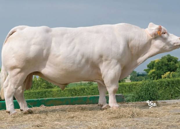 Charolais Culard