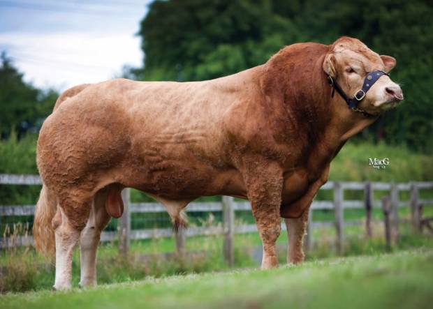 Blonde d'Aquitaine