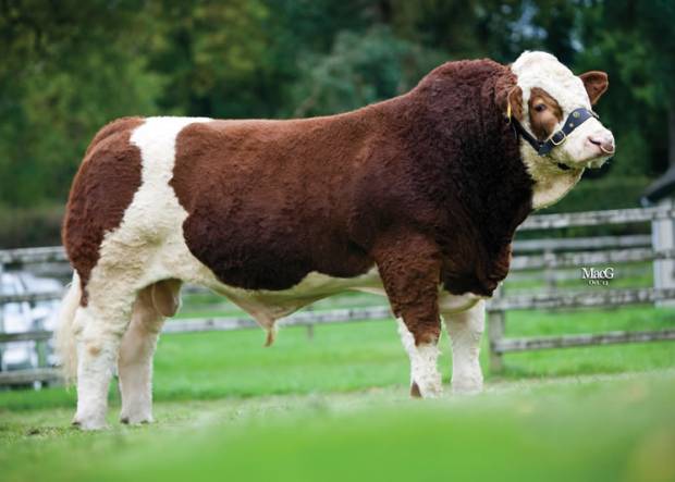 Simmental