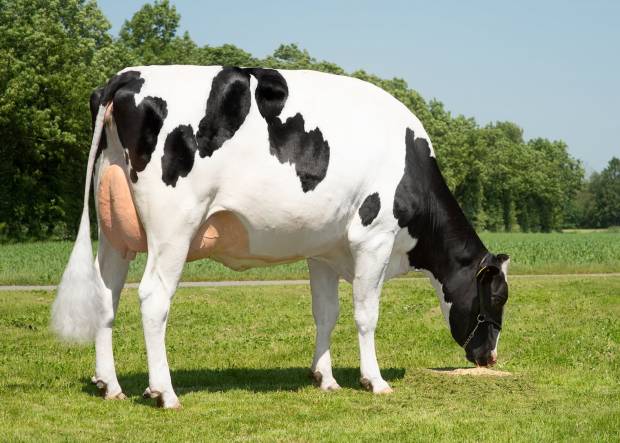 Dairy Sires